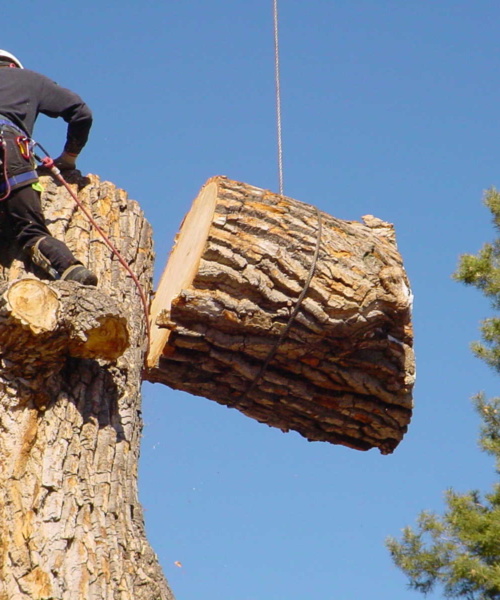 Services Tree Removal Calgary