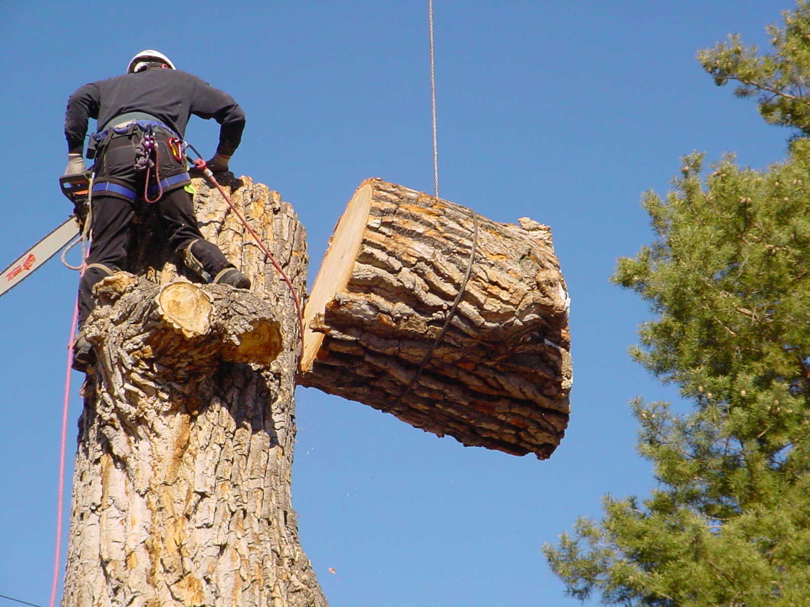 Tree Trimming Services