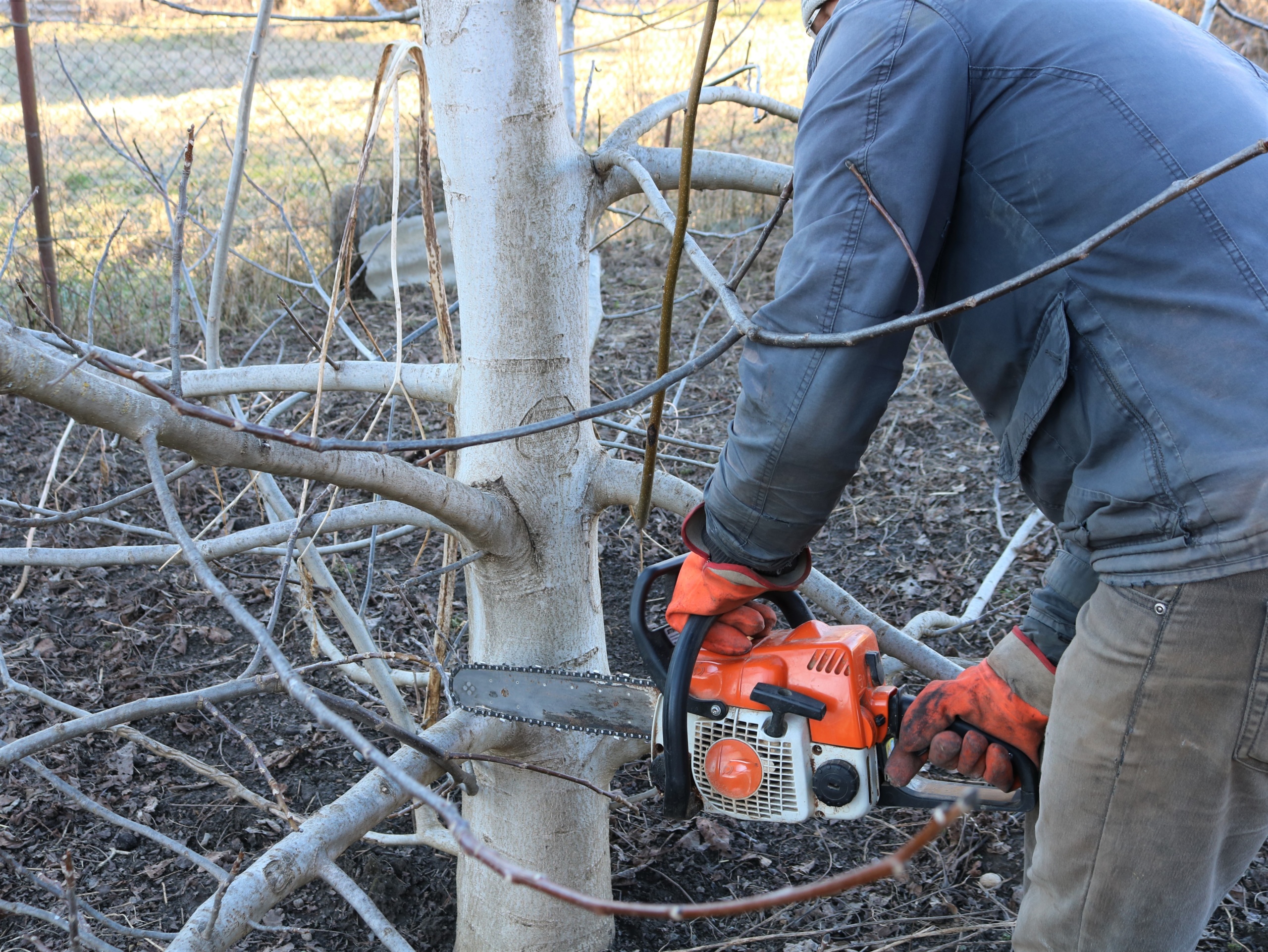 Tree and Shrub Pruning and Shaping Tree RemovalCalgary